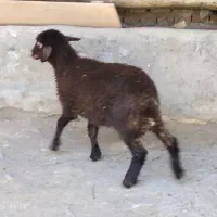 بره ماده مناسب قربانی و نگهداری