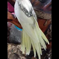 عروس هلندی