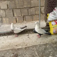 کبوتر|پرنده|اصفهان, قائمیه|دیوار