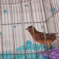 قناری سوخته سرخ نر