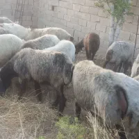 میش