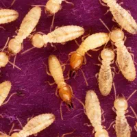 حذف قطعی و بلندمدت موریانه با روش علمی طعمه‌گذاری