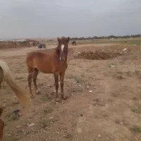 کره اسب بسیار زیبا  عرب خوزستان