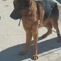 واگذاری سگ  ژرمن