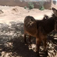 سلام .یک کری بفوش میرسه.نر