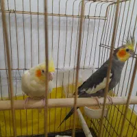 عروس هلندی جفت با تخم