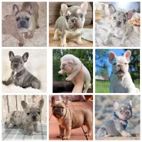 متخصص فرنچ بولداگ