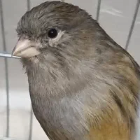 قناری ماده پس کوزه ای