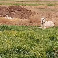 گوسفند