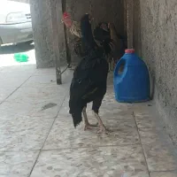 مرغ و خروس