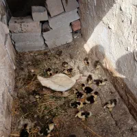 اردک اسرائیلی درجه یک