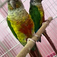 گرینچیک مولد