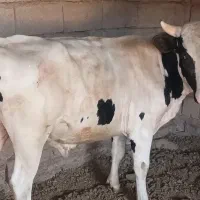 گوساله نر چاق نژاد هلشتن برای محرم درشهداد.