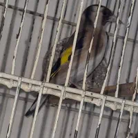سهره|پرنده|نسیم‌شهر, |دیوار