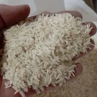 برنج طارم هاشمی گلستان