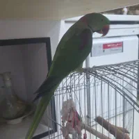 فروش شاه طوطی