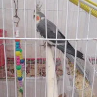 عروس هلندی سخنگو جفت