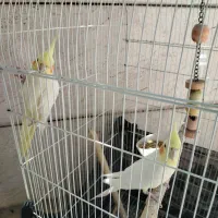 یک جفت عروس هلندی