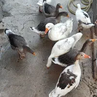 غاز۱۵۰۰