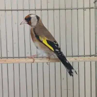 سهره ماده اماده اماده تاتی بده