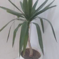 یوکا سرحال