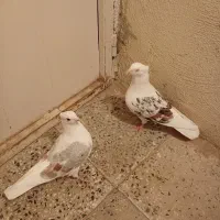 کبوتر کفتر