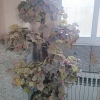 درختچه