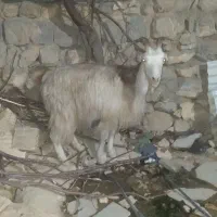 بز فروش