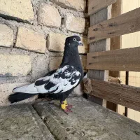 کبوتر سینه