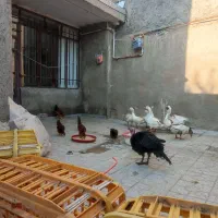 غاز|حیوانات مزرعه|همدان, |دیوار
