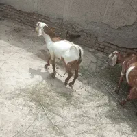 چهارتا تروشت چاق