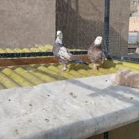 کفتر کاشونی