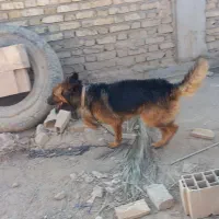 قیمت توافقی