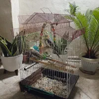 عروس هلندی نر و ماده به همراه قفس