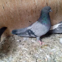 سور و سبز ماده.سبز کلایی نر..بم