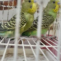 مرغ عشق ۲عدد ۶۰۰