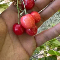 گیلاس تک دانه