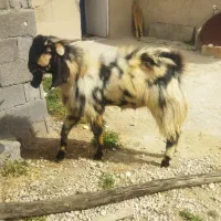 پازن دورگ چهل خال مخصوص داشت