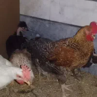 مرغ و خروس و جوجه