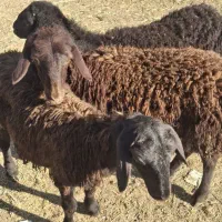 خرید و فروش دام