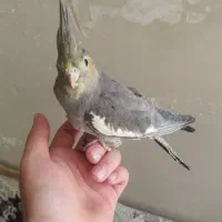 جوجه عروس