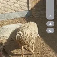 دوراس‌میش‌اول‌شکم