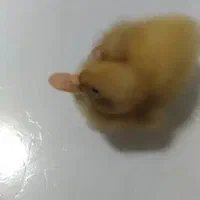 جوجه اردک در دو سایز