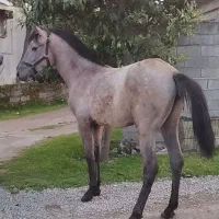 کره اسب دره شوری