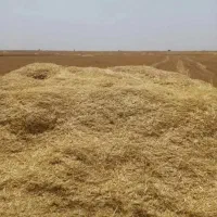 کاه|لوازم جانبی حیوانات|دالاهو, |دیوار