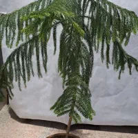 کاج مطبق