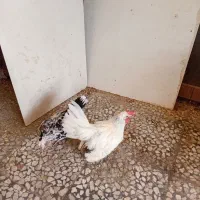 مرغ و خروس جاپنیز ۵ماه