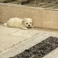 توله نر و ماده