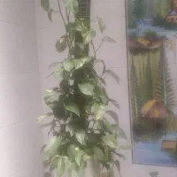 گل طبیعی
