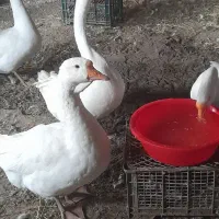 فروش قوغاز چینی ولیندایی